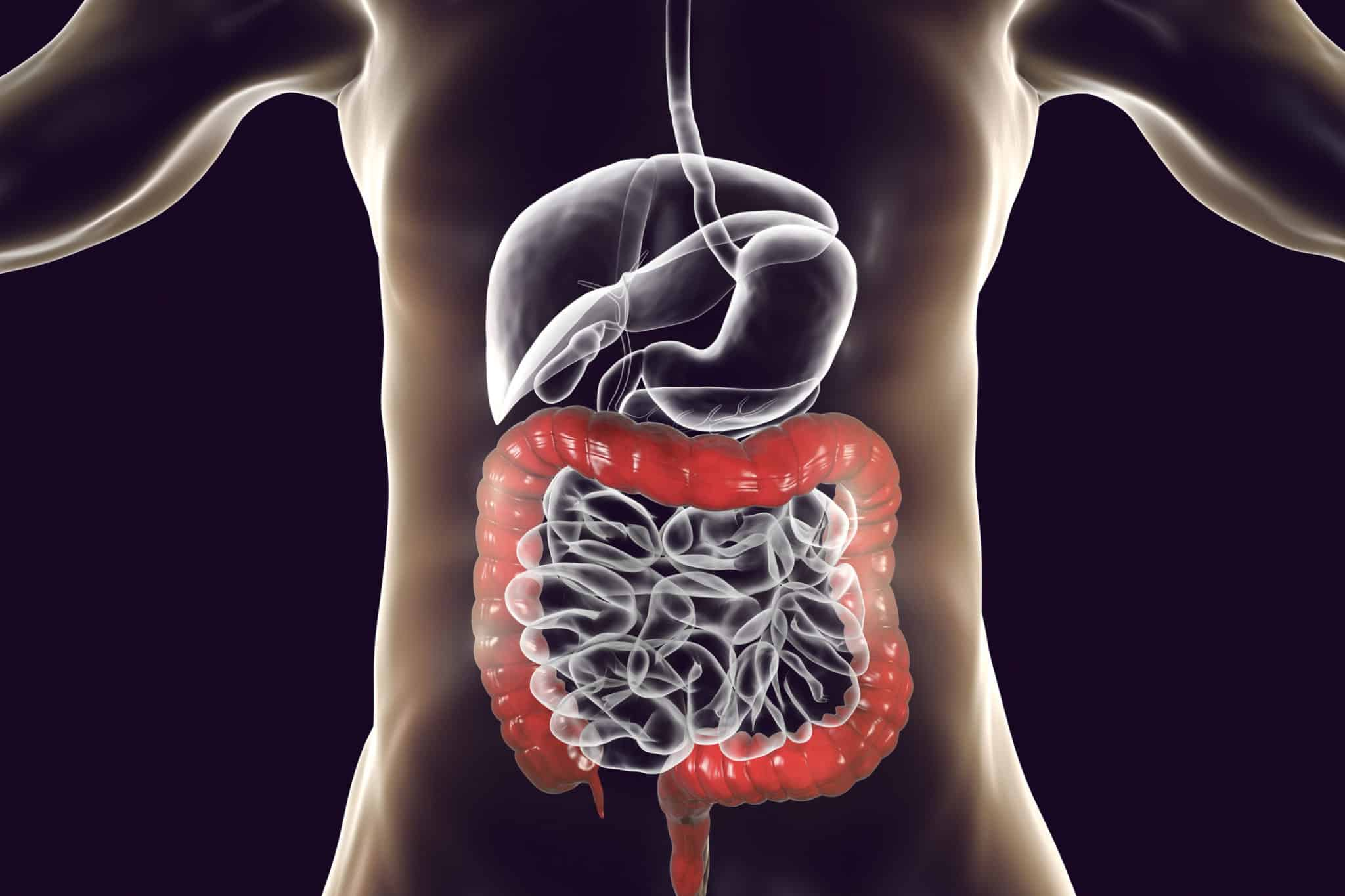 An illustration of the human digestive system highlighting the colon, emphasizing its role in digestion and health.