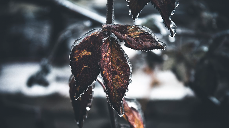 A close-up of iced leaves symbolizing the cold and isolating feelings of seasonal depression during the winter holidays.