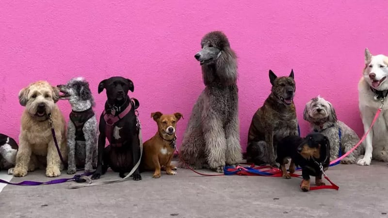 A lineup of diverse dogs against a vibrant pink wall at a dog show in St. Paul.