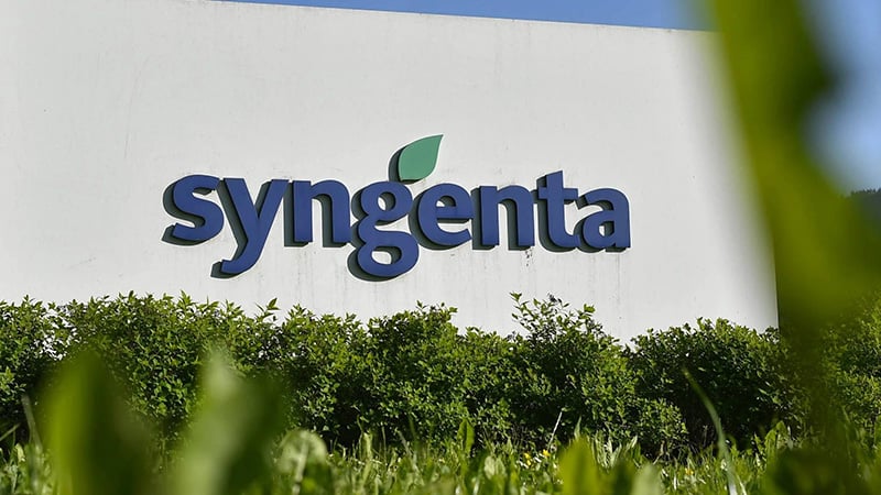 Syngenta logo on a building wall with green foliage in the foreground and a clear blue sky above.