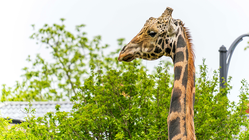 A giraffe in an outdoor enclosure at Detroit Zoo, part of the Greenfest celebration.