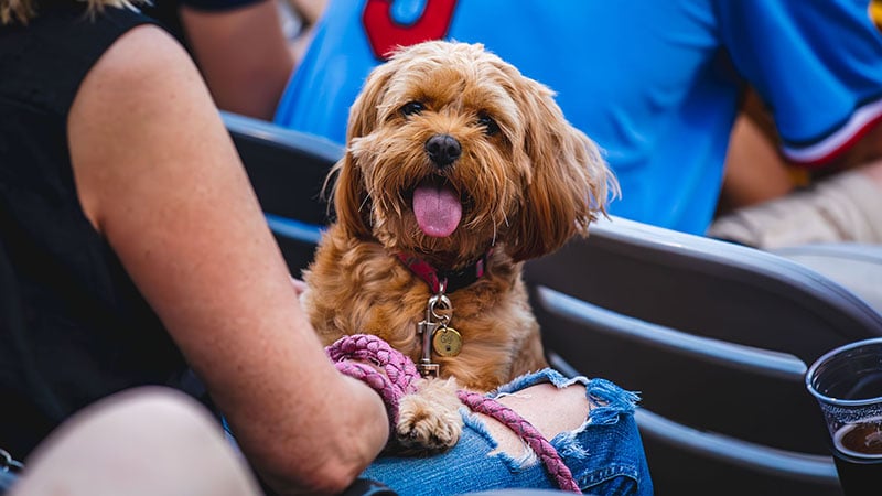 A small, tan dog named Gigi sits happily on a spectator's lap at a dog-friendly baseball game, surrounded by stadium seating and fans.