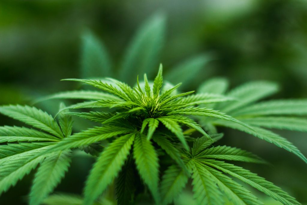 A cannabis plant in an unspecified location. Studies have found that consuming cannabis can lead to irregular heart beats and cause health problems for average marijuana consumer. MICHAEL FISCHER/SWNS TALKER