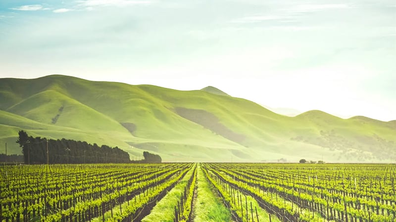 A vineyard with rows of grapevines under a bright sky, symbolizing agricultural resilience and recovery.