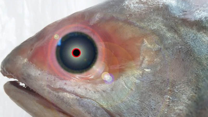 From HCMC Cash to Lake Superior Zombie Fish: Minneapolis and St. Paul’s Week In Review