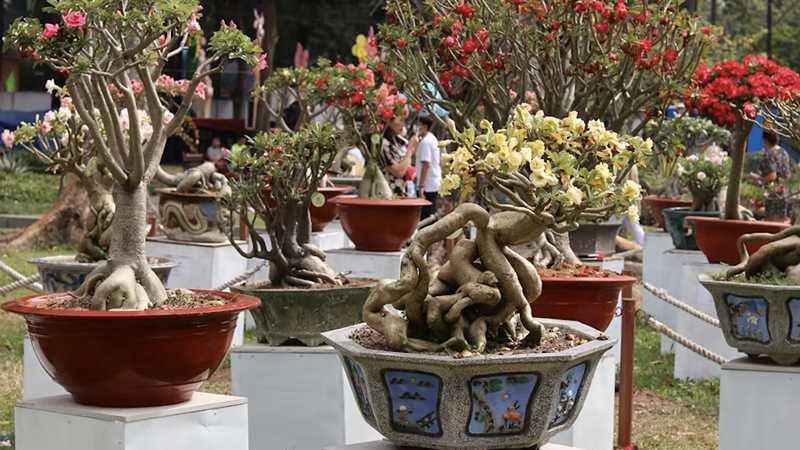 Things To Do In The Twin Cities: Celebrate Mom in Minneapolis: Bonsai Shows, Brunch Cruises, and Art Fairs for Mother’s Day 2026″