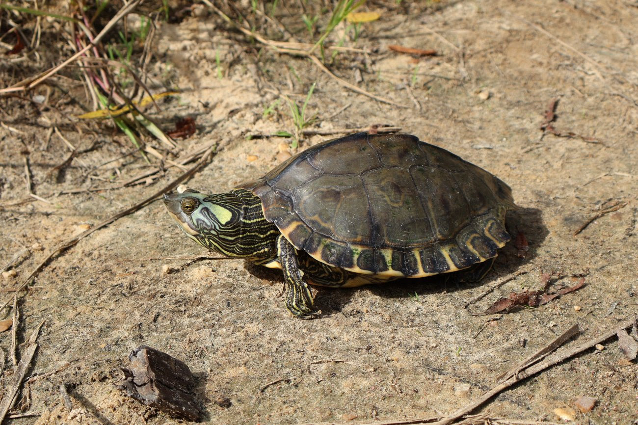 Proposed plan to restore Pearl River map turtle numbers would take decades