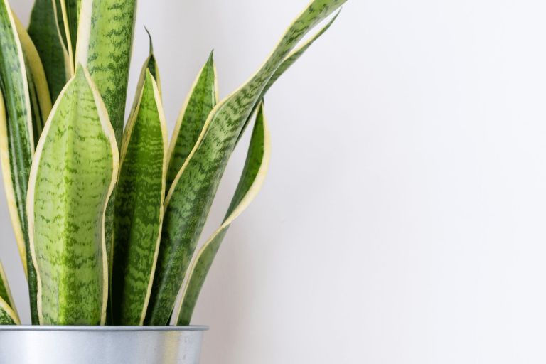 5 Indoor Plants You Absolutely Need in Your Home