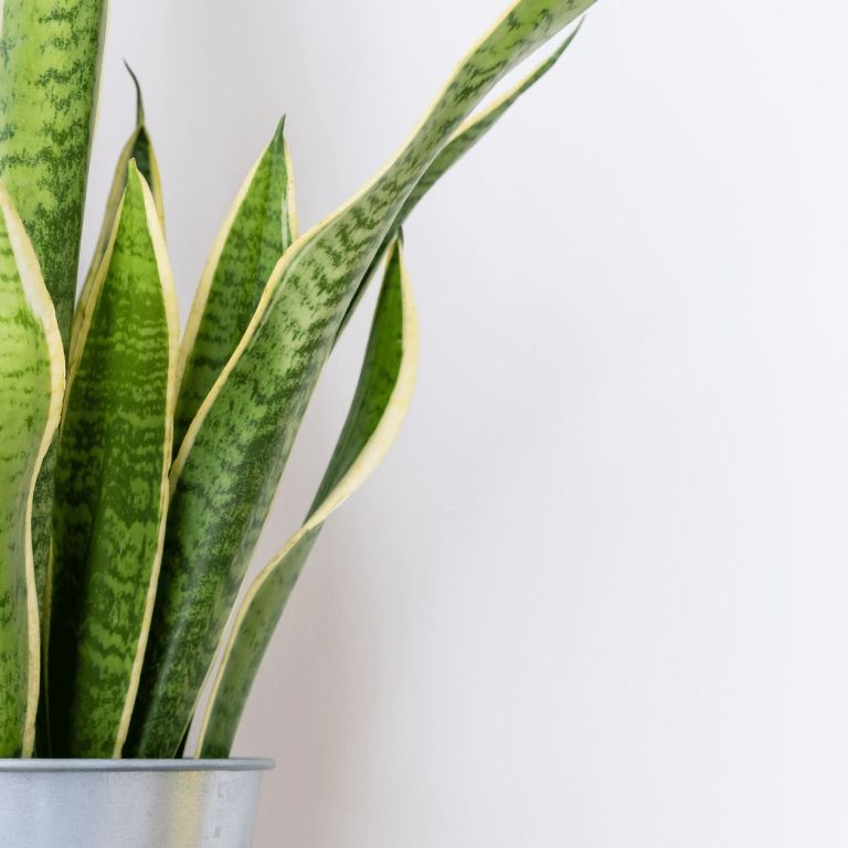 5 Indoor Plants You Absolutely Need in Your Home