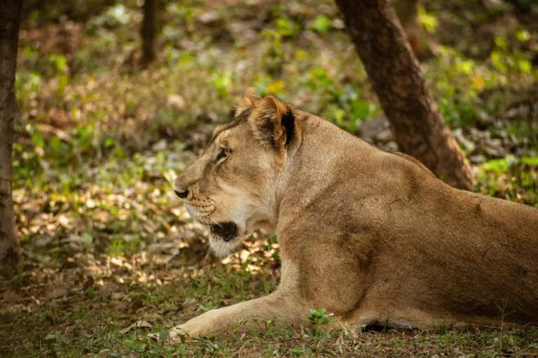India Reports First Animal Death Due To Covid Despite Shut Zoos