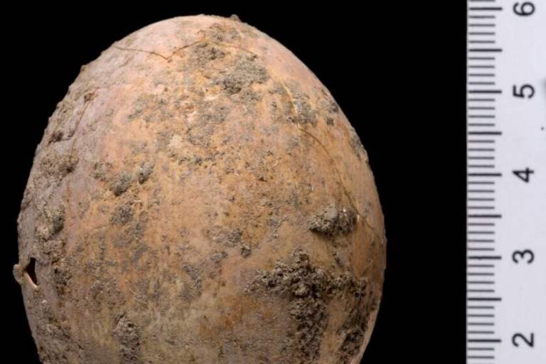 Hencredible Find: Archeologists Discover Undamaged 1,000-Year-Old Chicken Egg