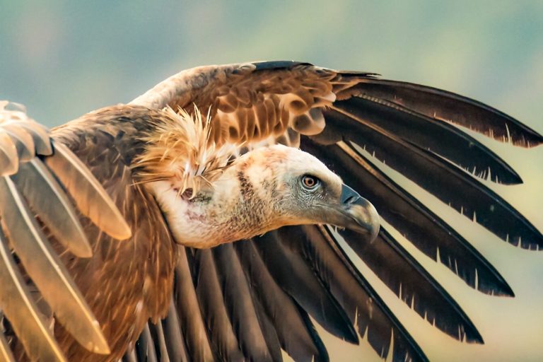 Why Wild Animals Feel Safe With This Israeli Photographer