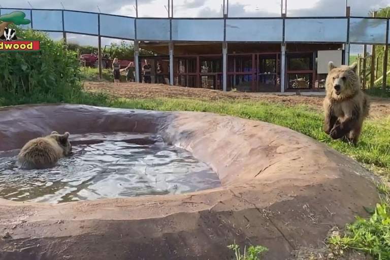 VIDEO: Cub On In The Water’s Lovely 