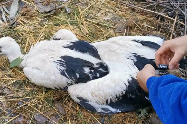VIDEO: Stork About High: Firefighters Use Rescue Ladder To Tag Stork Chicks