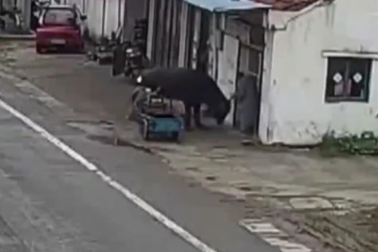 VIDEO: Elderly Man Fights Off Escaped Bull With a Broom