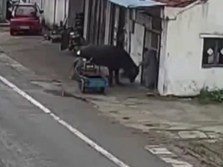 VIDEO: Elderly Man Fights Off Escaped Bull With a Broom