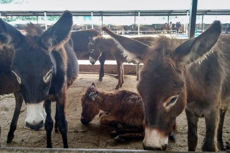 Ass Your Lot: Officials Shut Down Donkey Slaughterhouses
