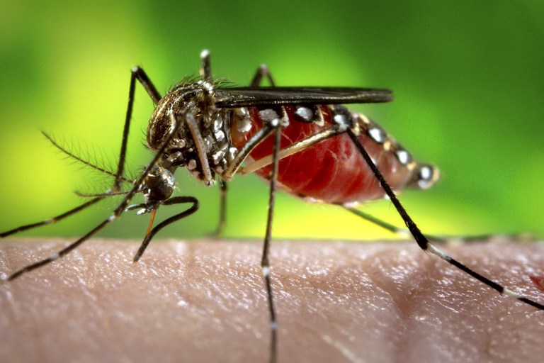 Consortium Led By International Vaccine Institute Says Chikungunya Vaccine In The Works