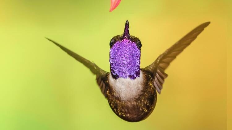 Costa Rica Doubles As The Hummingbird’s Paradise