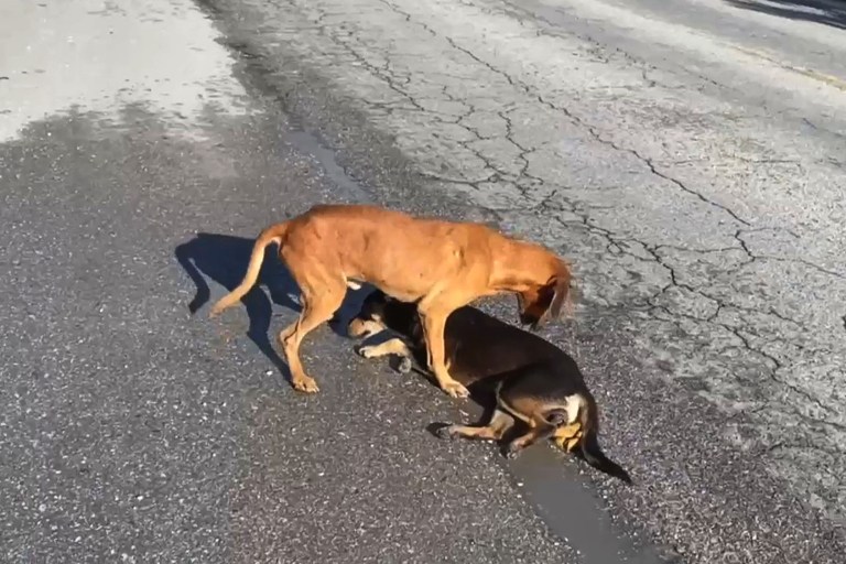 VIDEO: Couple Rescues Pooches Hit While in Traffic 