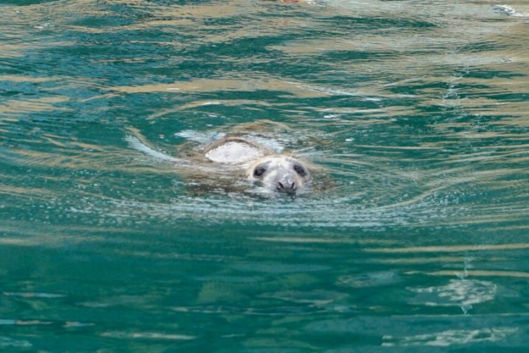 VIDEO: Vets Treat Injured Seal with Antibiotics Fired from a Blowgun