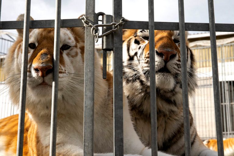 VIDEO: French Authorities Seize 10 Circus Tigers Locked In Cage Truck