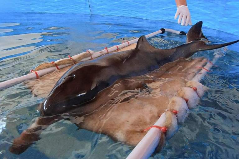 VIDEO: Dolphin Calf Struggles For Survival After Rescued From Argentina Beach