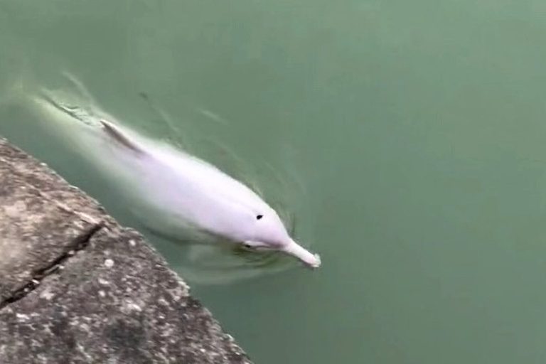 VIDEO: Rare Albino Dolphin Trapped by City’s Floodgates