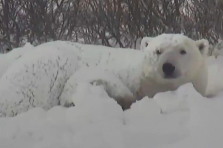 VIDEO: Polar Bears Make Annual Trek Through Canadian Town