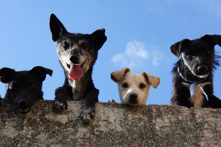 Canine Dementia Could Help Understand Alzheimer’s Closely