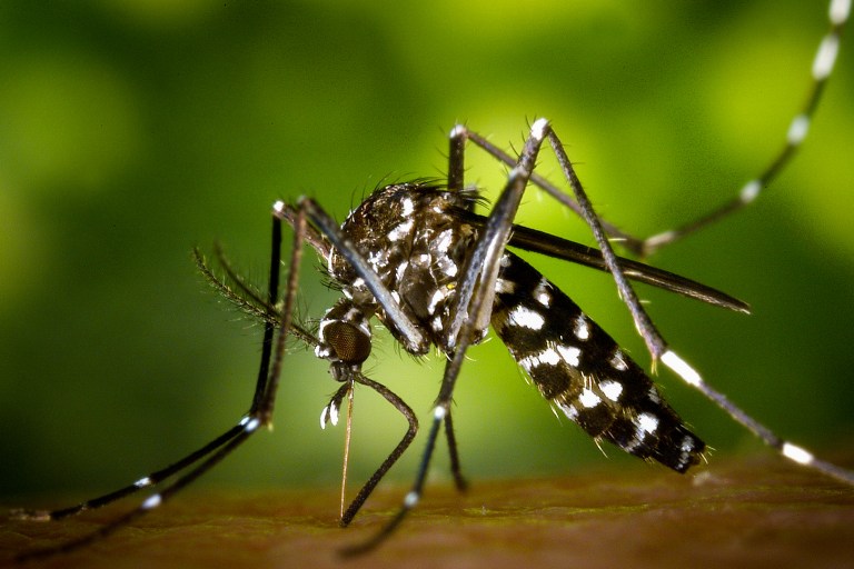 Researchers Determine How Malaria Parasite Defends Itself From Fever