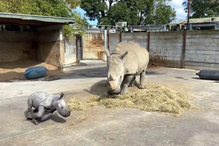 Big Baby: Milestone Birth as Rhino Arrives at Auckland Zoo