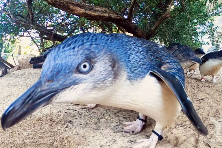 VIDEO: The Moment These Adorable Penguins Switched on to Their New Life as Video Stars