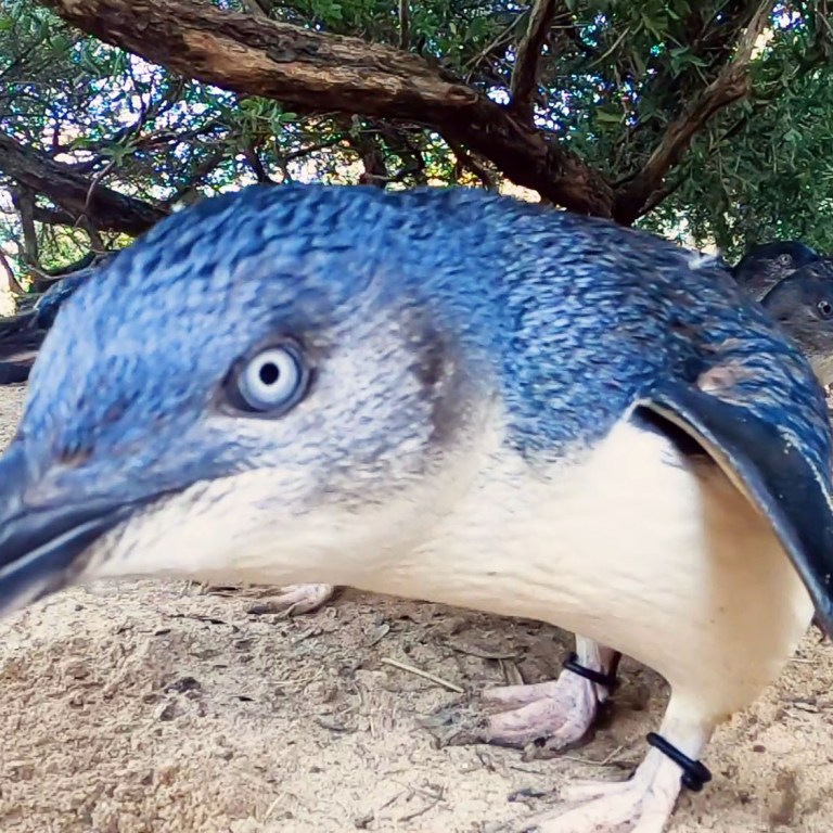 VIDEO: The Moment These Adorable Penguins Switched on to Their New Life as Video Stars