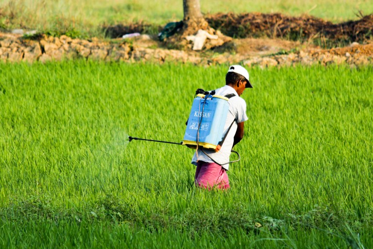 Commonly-Used Pesticide Could Be Partly Responsible For Obesity Crisis: Study
