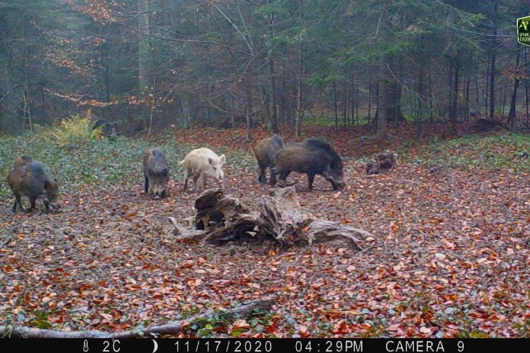 VIDEO: Rare White Boar Seen in Romanian Woods