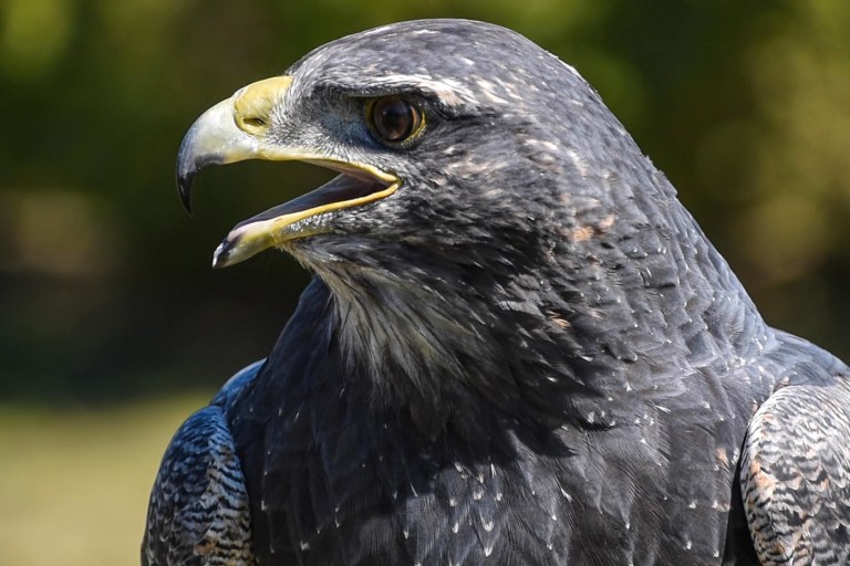 ‘Talon-ted’ Vets: Medics Save Eagle Mutilated by Traffickers