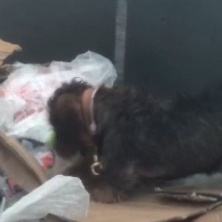 VIDEO: Spanish Police Dog Nabs 5 Illegal Migrants Hiding In Clothes Pile