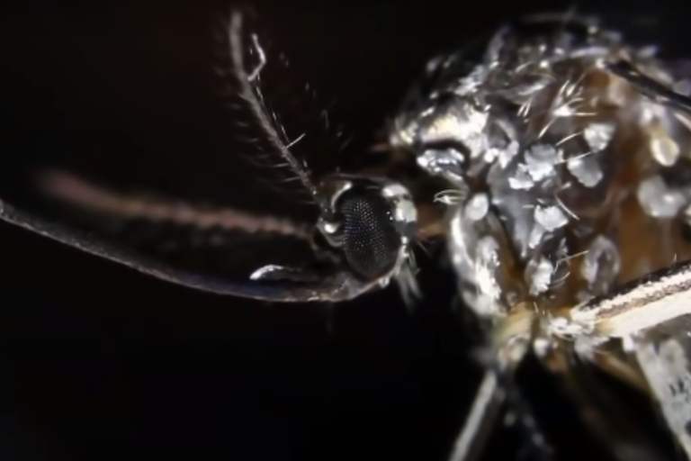 Swat A Nightmare: Millions Of Deadly Mosquitoes On The Move