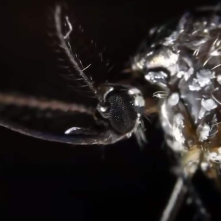 Swat A Nightmare: Millions Of Deadly Mosquitoes On The Move