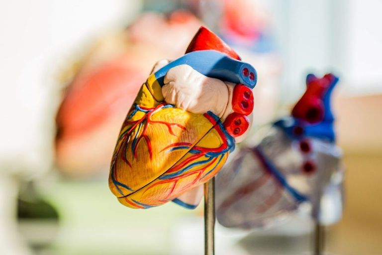 Heart Receives SOS From Fat Cells, Builds Defense Against Obesity Eventualities: Study