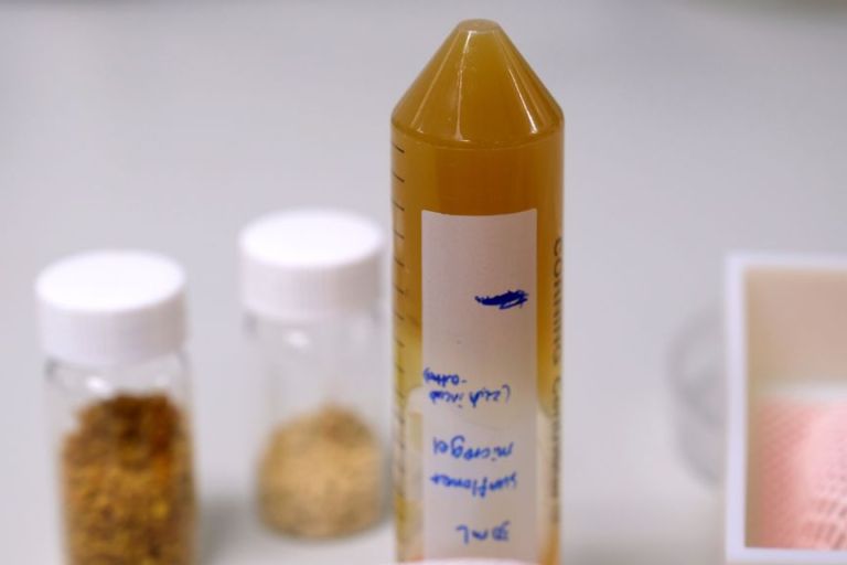 Pollen-Based Ink May Improve Biomedical 3D Printing, Enhance Drug Delivery Platforms