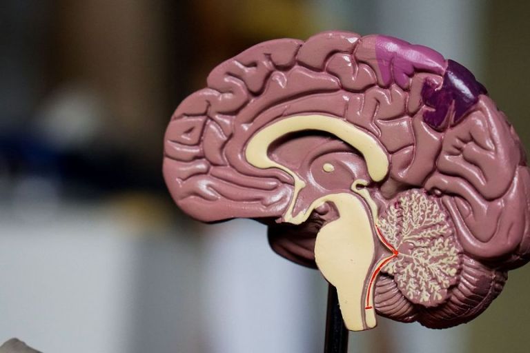 Researchers Study Processes Of Protein Quality Control In Healthy, Diseased Neurons