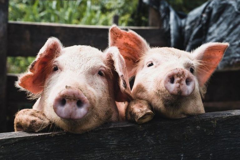 Don’t Go Bacon My Heart: Scientists Adapt Pig Organs For Human Transplants