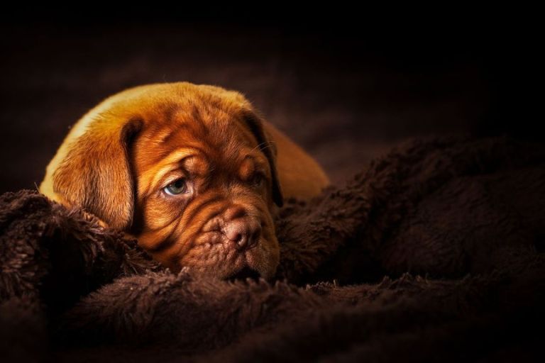 Varying Immune Cell Levels In Canine Brain Tumors Could Guide Immunotherapy