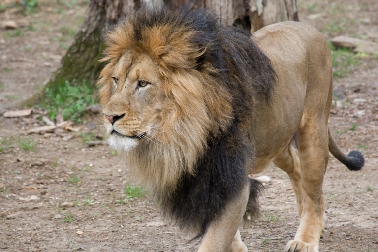 VIDEO: Feline Poorly: Lions And Tigers Struck Down With COVID