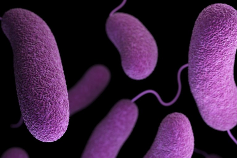 Good Bacteria May Eliminate Bad Bacteria Better Than Antibiotics
