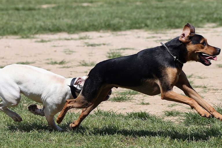 Beware Of Parasite: Drug-Resistant Dog Hookworm Is Now Untreatable