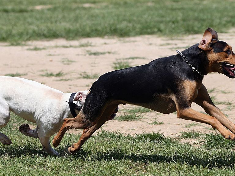 Beware Of Parasite: Drug-Resistant Dog Hookworm Is Now Untreatable
