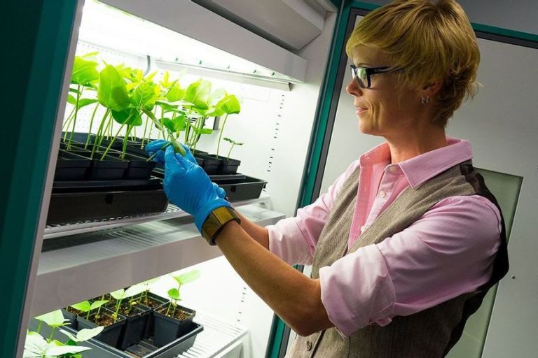Easy-Peasy Cancer Treatment: Legume Virus Could Protect Lungs, Research Shows